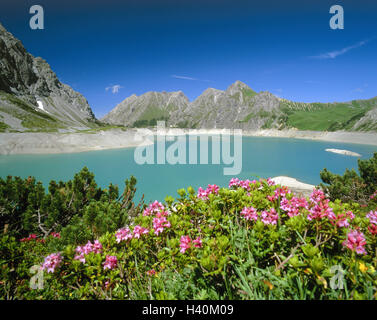 Autriche, Vorarlberg, Brandnertal, Lüner lac, rive, roses alpines, l'Europe, de la vallée de Brandner, paysage de montagnes, montagnes, Montagnes, Lac, réservoir, lac de montagne, lac, plantes, fleurs, rhododendron, fleurs alpines, stone roses, Alp'ivrognerie, al Banque D'Images