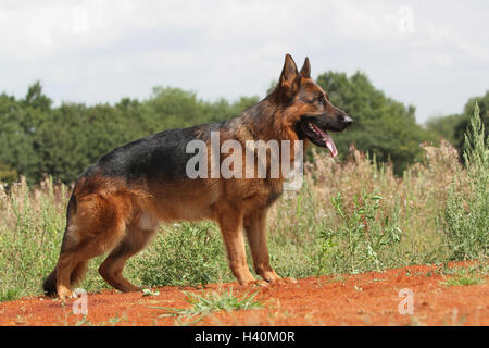 Chien Berger Allemand / Deutscher Schäferhund profil standard naturel nature adultes Banque D'Images