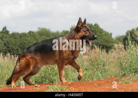 Chien Berger Allemand / Deutscher Schäferhund paw adultes profil naturel nature soulevée Banque D'Images