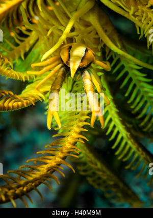 Un élégant squat lobster (allogalathea elegans) est difficile à trouver dans ce n'est accueillir crinoïde. Banque D'Images