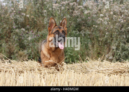 Chien Berger Allemand / Deutscher Schäferhund couché dans un champ adultes Banque D'Images