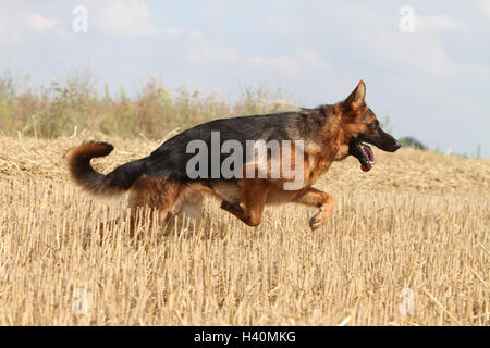 Chien Berger Allemand / Deutscher Schäferhund des profils d'exécution dans un champ Banque D'Images
