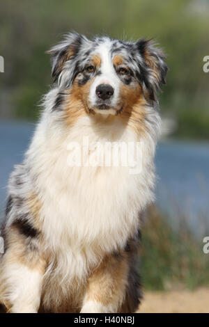 Chien Berger Australien / Aussie (adultes) Bleu Merle tricolore portrait naturel nature Banque D'Images