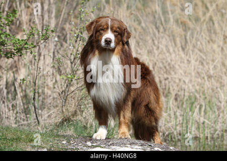 Chien Berger Australien / adultes Aussie (rouge tricolor) meadow debout sur un rocher Banque D'Images