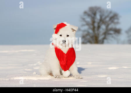 Berger Blanc Suisse / Chien Berger Blanc Suisse chiot dans Christmas hat sitting in snow Banque D'Images