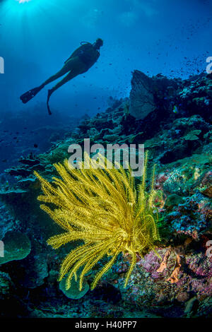 Barrière de corail avec un crinoïde jaune au premier plan. Banque D'Images