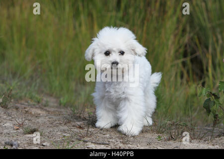 Chien Bichon Frise chiot debout Banque D'Images