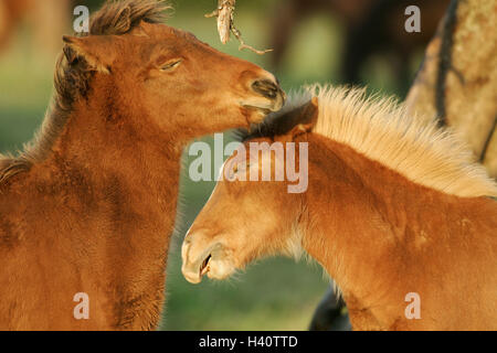 Islande chevaux, poulains, jouer, détails, animaux, mammifères, uncloven-ongulés, les chevaux, l'équitation, course de cheval, chevaux pur-sang, des chevaux Islandais, Islande, deux, de fourrure couleur tan, les jeunes animaux, le comportement social, perd, ceinture, pâturage, pâturage, à pied Banque D'Images