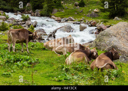 Les vaches de pâturage au repos. Stubaier Alpen. L'Autriche. Banque D'Images