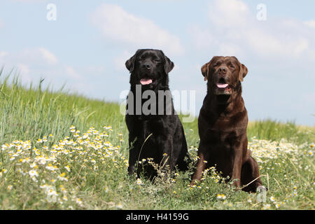 Chien Labrador Retriever adultes deux couleurs différentes (noir et chocolat) assis sur un pré Banque D'Images