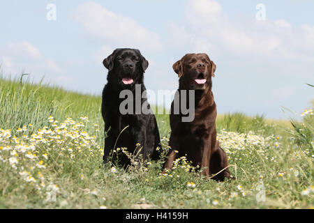 Chien Labrador Retriever adultes deux couleurs différentes (noir et chocolat) assis sur un pré Banque D'Images