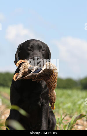 Chien Labrador Retriever noir portrait séance adultes rapport de gibier sauvage dans la bouche Banque D'Images