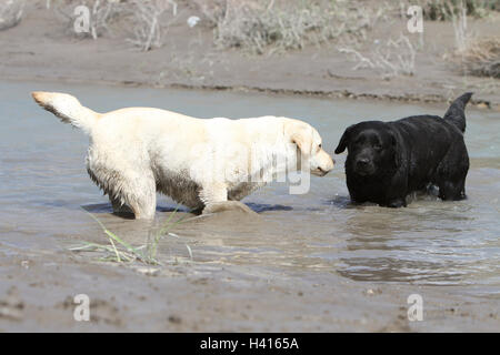 Chien Labrador Retriever deux adultes (noir et jaune) marcher dans la rivière Banque D'Images