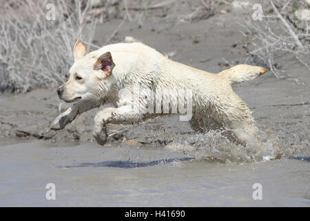 Chien Labrador Retriever jaune saut saut adultes Banque D'Images
