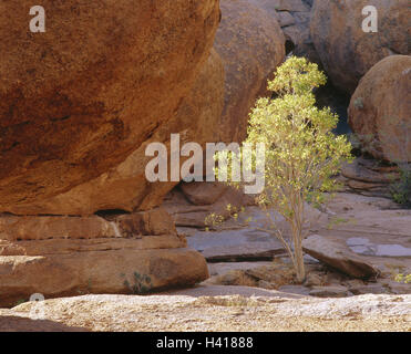 La Namibie, Erongo mountains, farm Ameib, rochers, 'Bull's party', arbre à larges feuilles, au sud-ouest, d'Afrique, des montagnes, des paysages du massif d'Erongo, la bile, la bile, pierres, roches, érosion, sécheresse, sécheresse, arbre, plante, arbre, jeune, robuste, indestructible, humble, mod Banque D'Images