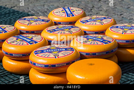 Tours de roues fromage Beemster néerlandais au marché au fromage d'Alkmaar, Pays-Bas Banque D'Images