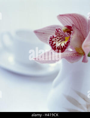 Table, couverts, vase, d'Orchidées Cymbidium, spec., détail, table à café, café, tasse à café, vase à fleurs, plantes, fleur, Cymbidium hybride, chambre froide, orchidées, fleurs coupées, fleurs blanc-rouge, la beauté, doucement, bien, décoration, Deko, nominations table Banque D'Images