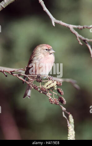 Birkenzeisig, Carduelis flammea, branche, animal, animaux, oiseaux, oiseau, ave, les animaux sauvages, les animaux sauvages, oiseaux chanteurs, Songbird, Oscines, Finch, Finch, Finch oiseaux, Fringillidae, le Sizerin flammé, monde animal, à l'extérieur Banque D'Images
