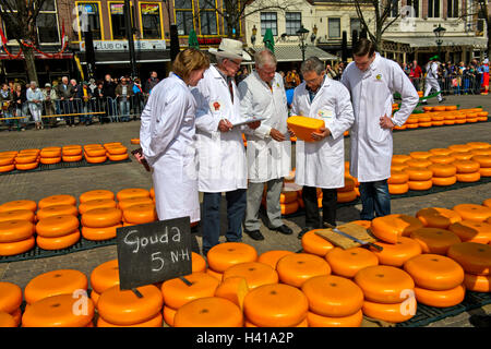 Les inspecteurs examinent truckles Fromage de Gouda néerlandais au marché aux fromages d'Alkmaar, Pays-Bas Banque D'Images