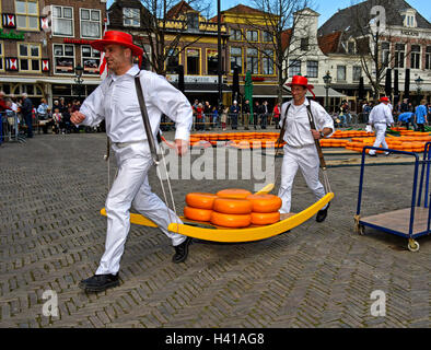Les transporteurs de fromage fromage truckles transportant sur un châssis en bois au marché au fromage d'Alkmaar, Pays-Bas Banque D'Images