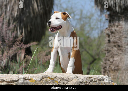 Chien American Staffordshire Terrier Amstaff / / adulte debout sur un rock blue sky Banque D'Images