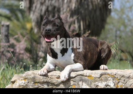Chien American Staffordshire Terrier Amstaff / / adulte allongé sur un rocher brindle Banque D'Images