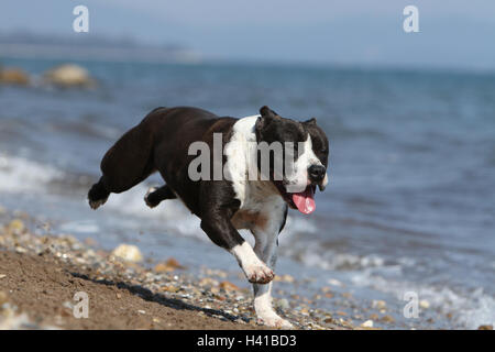 Chien American Staffordshire Terrier Amstaff / / adulte noir blanc sur la promenade de la mer Banque D'Images