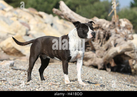 Chien American Staffordshire Terrier Amstaff / / adulte debout sur la plage Banque D'Images