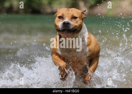 Chien American Staffordshire Terrier Amstaff / adultes / court-circuit dans le portrait de la rivière Banque D'Images