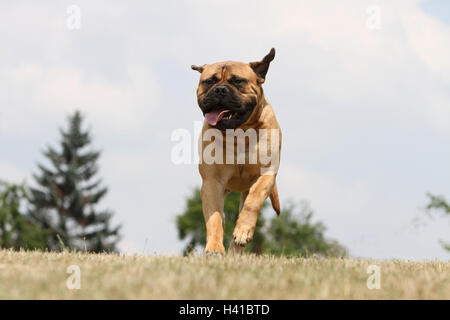 Bullmastiff chien / adulte fonctionnant dans un pré Banque D'Images