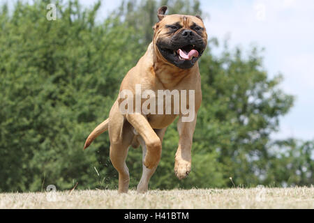 Bullmastiff chien / adulte fonctionnant dans un pré Banque D'Images