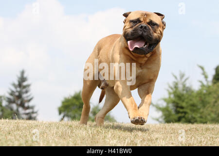 Bullmastiff chien / adulte fonctionnant dans un pré Banque D'Images