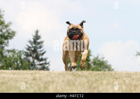 Bullmastiff chien / adulte fonctionnant dans un pré Banque D'Images