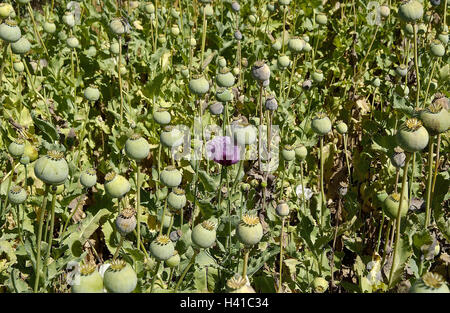 La Turquie, Afyon, meadow, au pavot, Papaver, détail, capsules, sud-est, l'Europe, champ de coquelicots, de culture, de coquelicots, plantes, graines de pavot, fadeds capsules, semens, capsules, vert, augmentation, propagation, fleurs, fruits, graines de pavot Graines de plantes, plantes cultivées, Banque D'Images