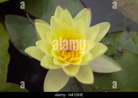 Eaux, water lily, Nymphaea spec., détail, oranger, jaune, lac, étang, Water Lily Pond, la végétation, les plantes, plantes, fleurs, fleurs, plantes de l'eau, l'eau, des plantes Plantes de bassin, étang, plantes, plantes de nénuphar Nymphaeaceae, hybride, fleur de lis d'eau, s'épanouir, Banque D'Images