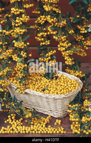 Fire spike, Pyracantha crenulata, panier, fruits, jaune, plante, arbuste, branches, rose est une plante, de la pierre les pommes, les baies, mangeable, RIPE, Crataegus, panier en osier, harvest, récoltés Banque D'Images