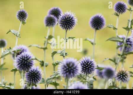 Pré, chardons, Echinops ritro sphère, détails, fleurs, plantes, fleurs, arbustes, composites, patch modification d'arbustes, fleurs, mauve, nature, botanique Banque D'Images