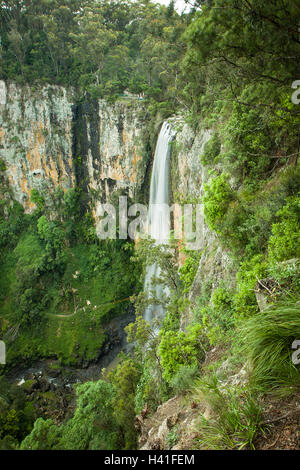 Dans Purlingbrook Falls Parc national de Springbrook, Gold Coast, Australie Banque D'Images