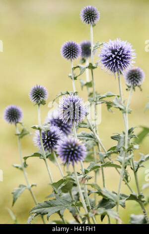 Pré, chardons, Echinops ritro sphère, détails, fleurs, plantes, fleurs, arbustes, composites, patch modification d'arbustes, fleurs, mauve, nature, botanique, à l'extérieur Banque D'Images