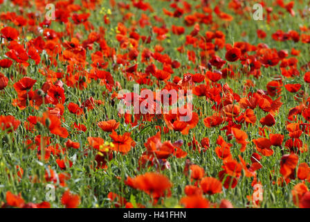 Pré, clap les graines de pavot, Papaver rhoeas, blossom, violin, clap de pavot Graines de pavot pré, prairie, fleurs, coquelicots, plantes, plantes, graines de pavot, graines de pavot Graines de pavot incendie, champ de pavot Graines de pavot Graines sauvages, graines de pavot, fleur, fleurs, rouge, la nature, Banque D'Images