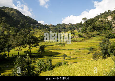 Paysage de montagne verte avec des terrasses de riz sur le circuit de l'Annapurna au Népal Banque D'Images