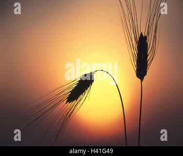 Les oreilles du grain, l'orge, Hordeum vulgare, silhouette, sundown agriculture, économie, culture, le grain, la culture des céréales, l'orge, plante cultivée, plante utile, la croissance, la récolte, le rendement, les oreilles, RIPE, la vie à la campagne, l'agriculture, le soleil, l'humeur du soir Banque D'Images