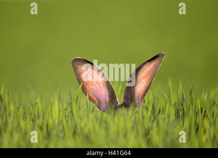 Pré, l'herbe, le lièvre, le détail, les oreilles la nature, la faune, les animaux, les mammifères, nager, cabine de hare, entend les lapins, lièvres fuzziness race, géant allemand, vigilance, organes sensoriels, perception, concept, audience, les oreilles du lièvre, 'masters' de la lampe, la couleur verte de l'humeur Banque D'Images