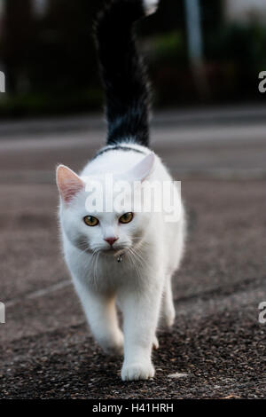 Tomcat blanc avec queue noire marchant sur le trottoir Banque D'Images