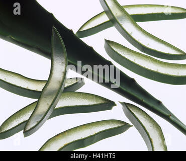 L'aloe, aloe vera, feuilles, coupés, Close up, plantes succulentes, Lily, feuilles succulentes, plantes, plantes médicinales, plantes utiles, les feuilles des plantes, hachées, en tranches, nature morte, photographie de produits, studio Banque D'Images