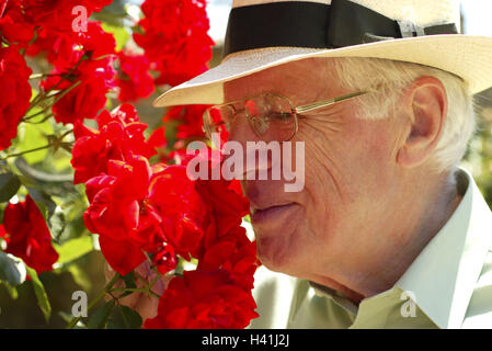 Jardin, senior, lunettes, soins, rosier, l'odeur, la page portrait, gondolé, 60 ou 70 ans, homme, retraité, coiffures, fleurs, roses, fleurs rose, l'odeur, l'odeur de rose, de percevoir, de profiter, amateur de jardin, loisirs, repos, amoureux de la nature, nature plante, temps libre, Banque D'Images