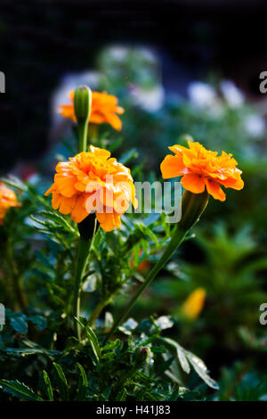 Tagètes (Tagetes erecta, mexicains, Aztec marigold souci, souci de l'Afrique) Banque D'Images