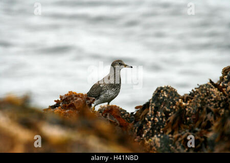 Bécasseau à queue pointue Calidris acuminata,. L'île de Vancouver. La Colombie-Britannique. Canada Banque D'Images