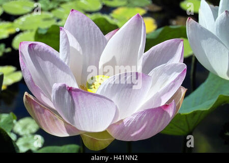 Étang, fleur de lotus Nelumbo sp., s'épanouir, de feuilles, de l'eau, blanc, rose, la flore, la végétation, l'eau, exotique, nénuphar plante, plante d'eau, usines d'eau, plante, plante, plantes, étang étang plantes, fleurs, lotos, lotos, lotus, fleurs, fleurs, fleurs, doucement, Banque D'Images