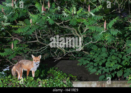 Le renard roux (Vulpes vulpes), avec de la nourriture, à Londres cache jardin, Royaume-Uni Banque D'Images